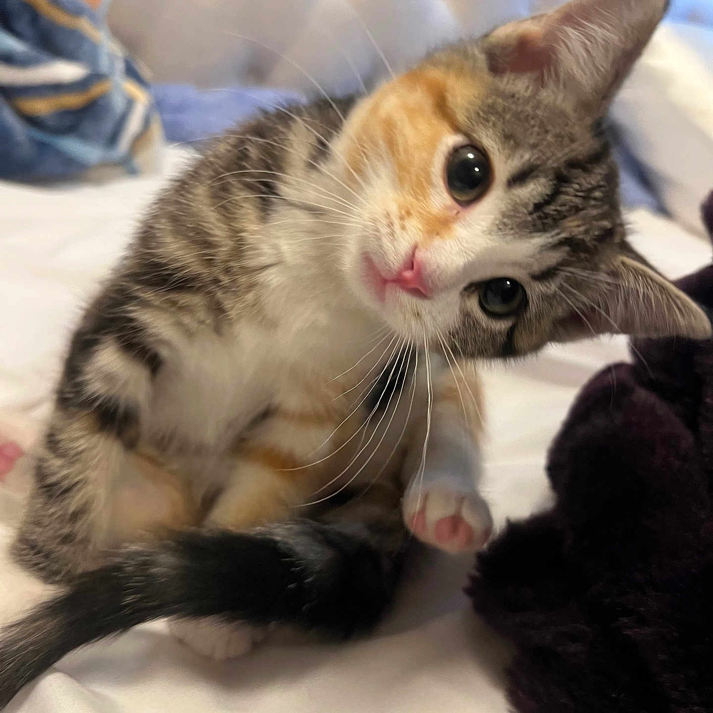 Miso joined the competition — help win amazing prizes! kitten, cat, pet, curious, head_tilt, whiskers, bed, blanket, indoor, cute, feline, fur, paw, tabby, white_fur, orange_fur, young_animal, domestic_animal, closeup, soft