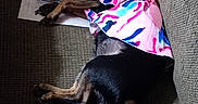 Bell is registered to the contest to win money with this photo: animal, black_dog, colorful_clothing, couch, cozy, dog, dress, fur, indoor, paper, paw, pet, pillow, plastic_wrap, relaxed, resting, sleeping, small_dog, tail, tan_dog