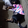animal, black_dog, colorful_clothing, couch, cozy, dog, dress, fur, indoor, paper, paw, pet, pillow, plastic_wrap, relaxed, resting, sleeping, small_dog, tail, tan_dog