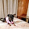 Bell is registered to the contest to win money with this photo: animal, bed, black_dog, blanket, companion, cozy, curtains, cute, dog, domestic, home, indoor, living_room, looking_at_camera, lying_down, pet, resting, small_dog, sweater, wooden_furniture