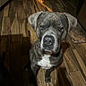 Duke is registered to the contest to win money with this photo: dog, pet, indoor, wooden_floor, brown_dog, sitting, canine, animal, looking_at_camera, ears, eyes, snout, lighting, shadow, flooring, home, domestic, companion, mammal, portrait