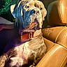 dog, canine, pet, jeep, car_interior, leather_seat, collar, brown, animal, mammal, portrait, sitting, night, lighting, vehicle, side_view, closeup, seat, domestic_animal, indoors
