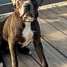 Duke joined the competition — help win amazing prizes! animal, brindle, brown, calm, canine, daylight, dog, ears, muzzle, nails, nature, outdoor, paw, pet, portrait, sitting, sunlight, water, white_chest, wooden_deck