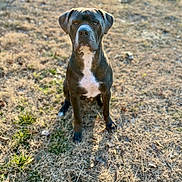 Duke joined the competition — help win amazing prizes! dog, canine, pet, animal, sitting, outdoor, grass, dry_grass, sunlight, shadow, brown, white_patch, ears, face, alert, nature, daylight, mammal, portrait, ground