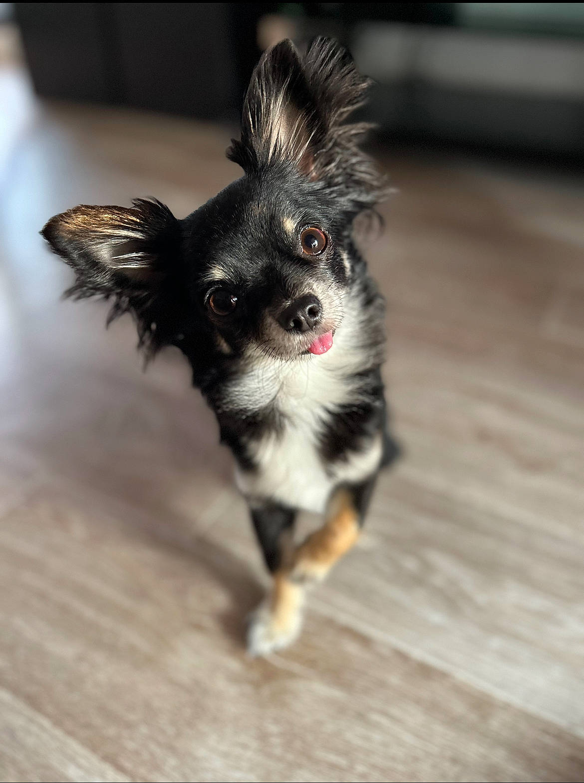 Sola participe au concours pour gagner de l'argent avec cette photo : canidae, carnivore, claw, companion_dog, dog, dog_breed, ear, fawn, flooring, fur, hardwood, paw, snout, sporting_group, terrestrial_animal, toy_dog, whiskers, wood, working_animal, working_dog
