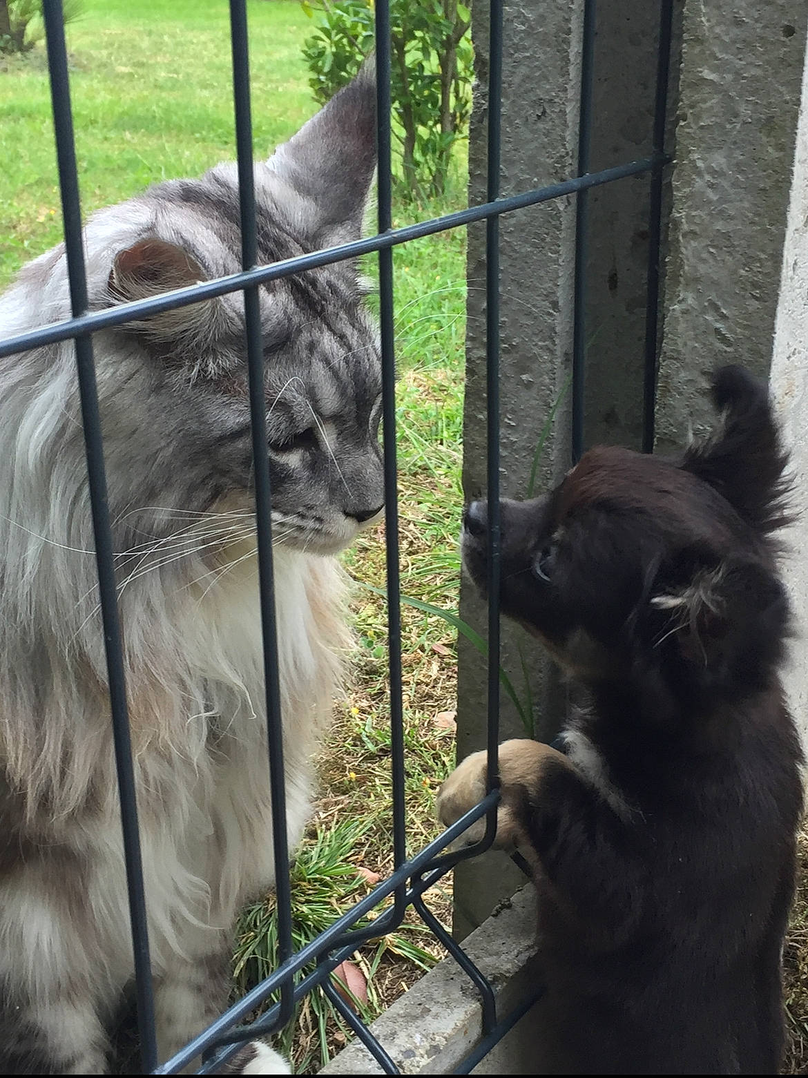 Sola a rejoint le concours — aidez-le/la à gagner de superbes lots ! animal_shelter, big_cats, cage, carnivore, companion_dog, dog_breed, fawn, felidae, fence, fur, grass, pet_supply, plant, small_to_medium_sized_cats, snout, terrestrial_animal, whiskers, wildlife, wire_fencing, working_animal