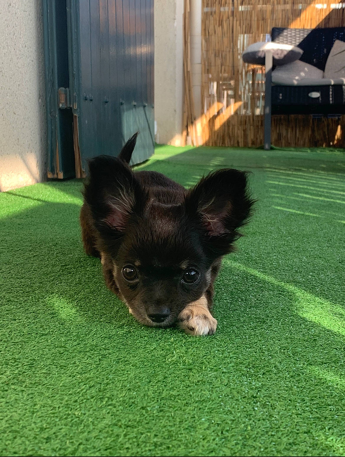 Sola participe au concours pour gagner de l'argent avec cette photo : canidae, carnivore, companion_dog, dog, dog_breed, door, fawn, flooring, grass, lawn, liver, plant, snout, sporting_group, tail, terrestrial_animal, toy_dog, umbrella, whiskers, working_animal