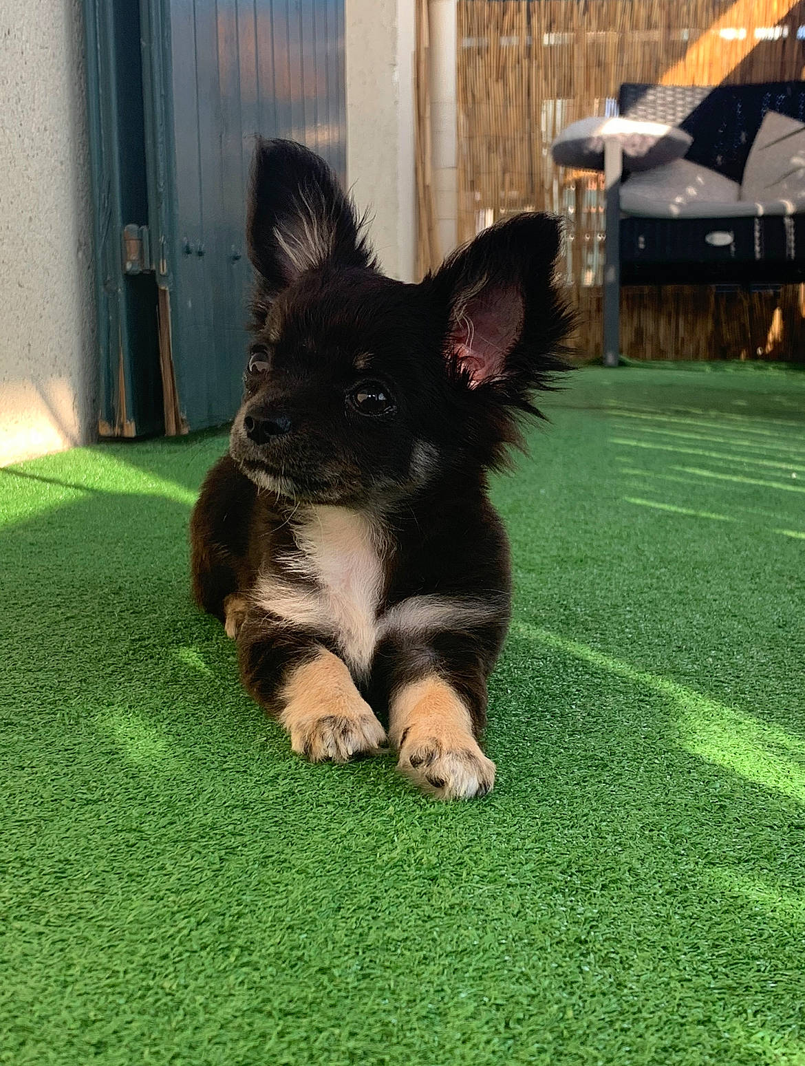 Sola a rejoint le concours — aidez-le/la à gagner de superbes lots ! canidae, carnivore, companion_dog, dog, dog_breed, flooring, foot, grass, guard_dog, herding_dog, lawn, snout, sporting_group, tail, toy_dog, umbrella, working_dog