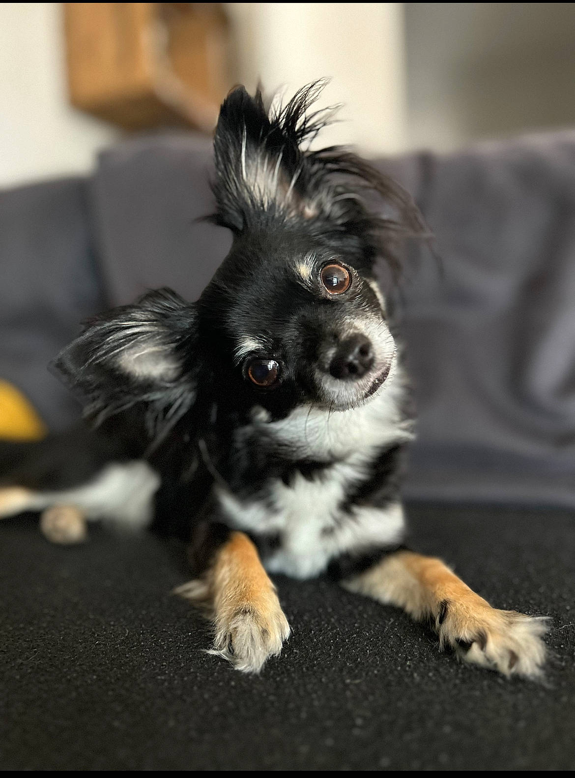 Sola participe au concours pour gagner de l'argent avec cette photo : carnivore, companion_dog, couch, dog, dog_breed, dog_supply, fur, snout, sports_equipment, terrestrial_animal, toy_dog, whiskers, working_dog