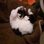 Choupinette participe au concours pour gagner de l'argent avec cette photo : cat, black_and_white, pet, feline, sleeping, cozy, blanket, furry, animal, resting, indoor, cute, paw, fur, relaxed, domestic_animal, whiskers, claws, mammal, bed