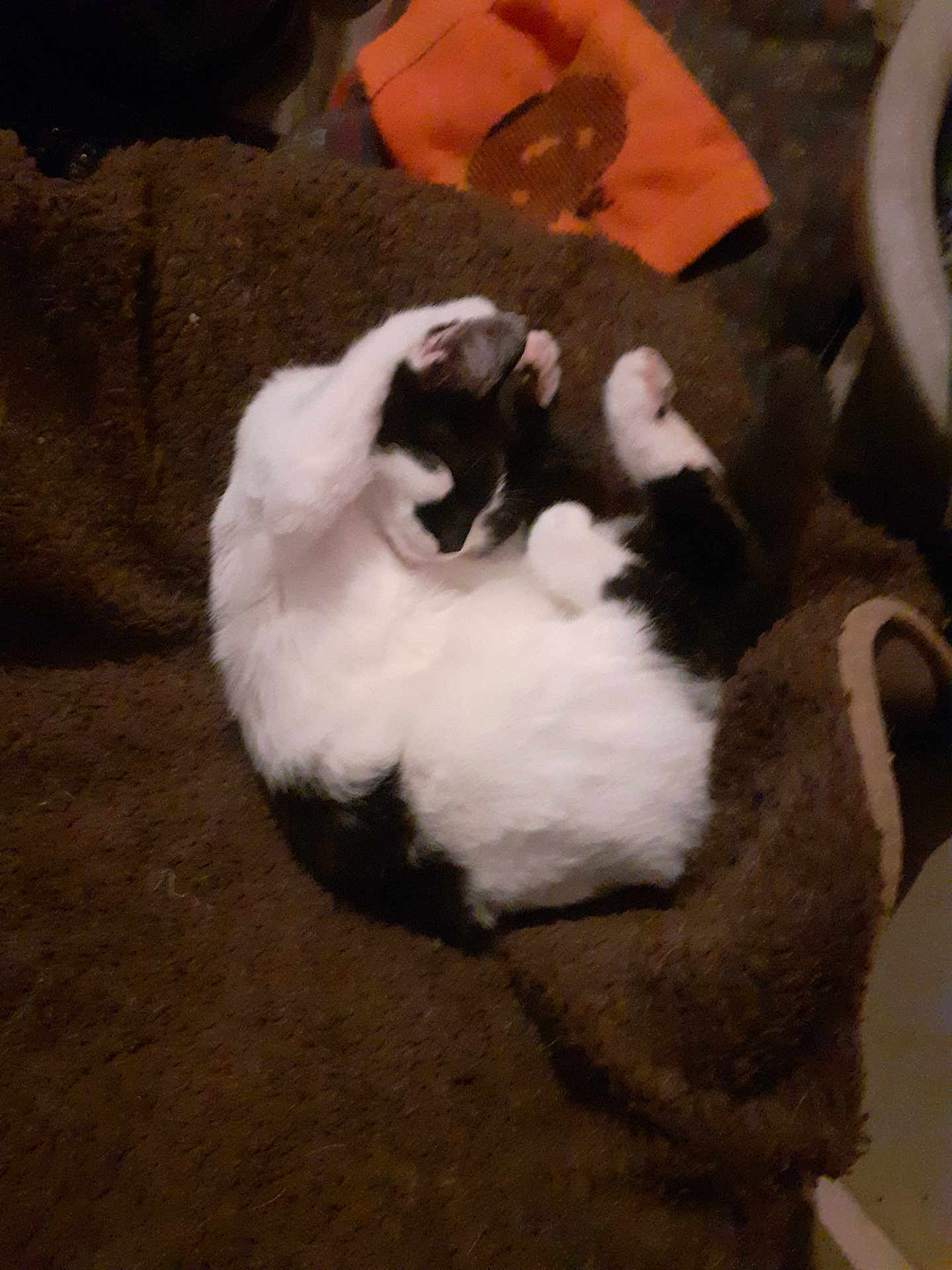 Choupinette participe au concours pour gagner de l'argent avec cette photo : cat, black_and_white, pet, feline, sleeping, cozy, blanket, furry, animal, resting, indoor, cute, paw, fur, relaxed, domestic_animal, whiskers, claws, mammal, bed