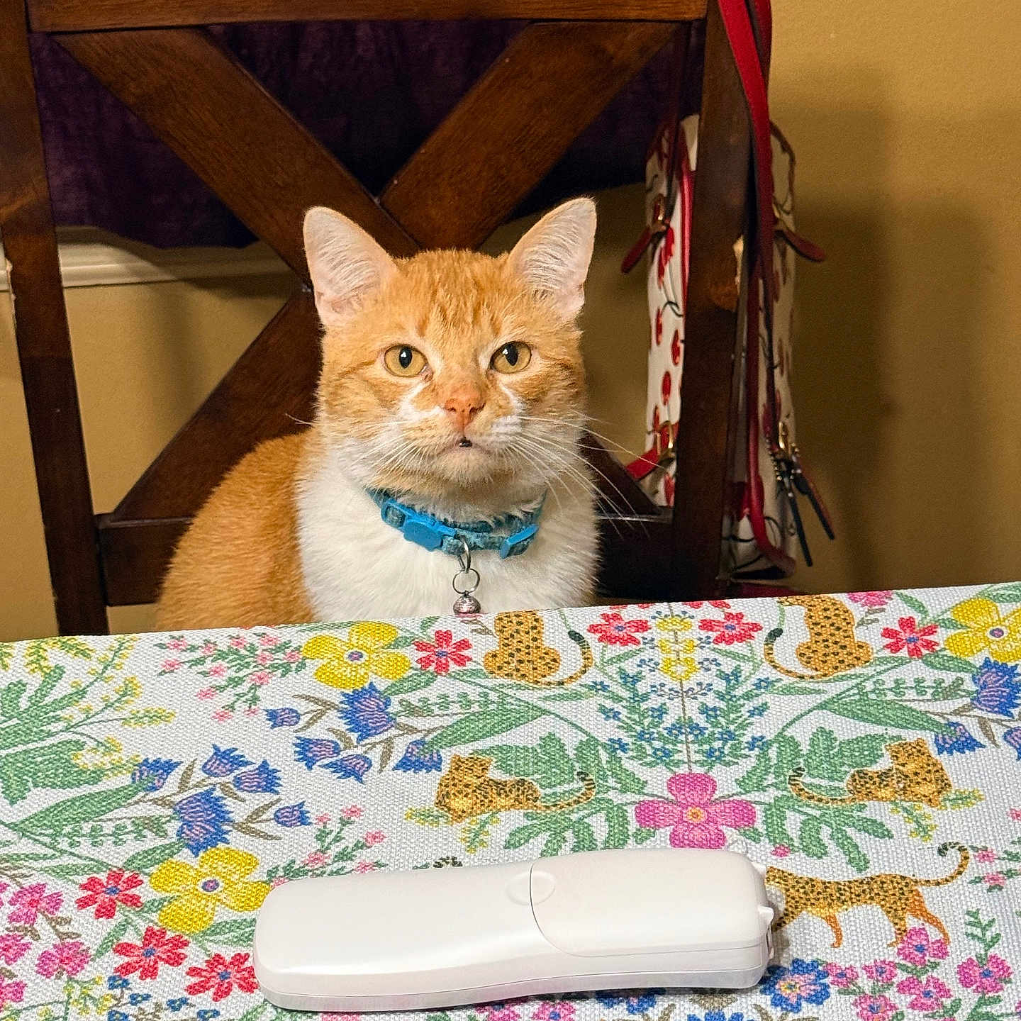 Cheetos Puff is registered to the contest to win money with this photo: bell, cat, chair, collar, dining_room, ears, eyes, floral_pattern, ginger_cat, handbag, indoor, orange_cat, pet, portrait, purse, remote_control, table, tablecloth, whiskers, wooden_chair
