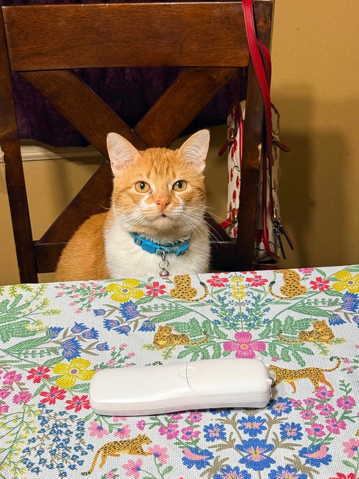 Cheetos Puff is registered to the contest to win money with this photo: cat, ginger_cat, orange_cat, collar, bell, whiskers, ears, eyes, wooden_chair, chair, table, tablecloth, floral_pattern, remote_control, handbag, purse, indoor, pet, portrait, dining_room
