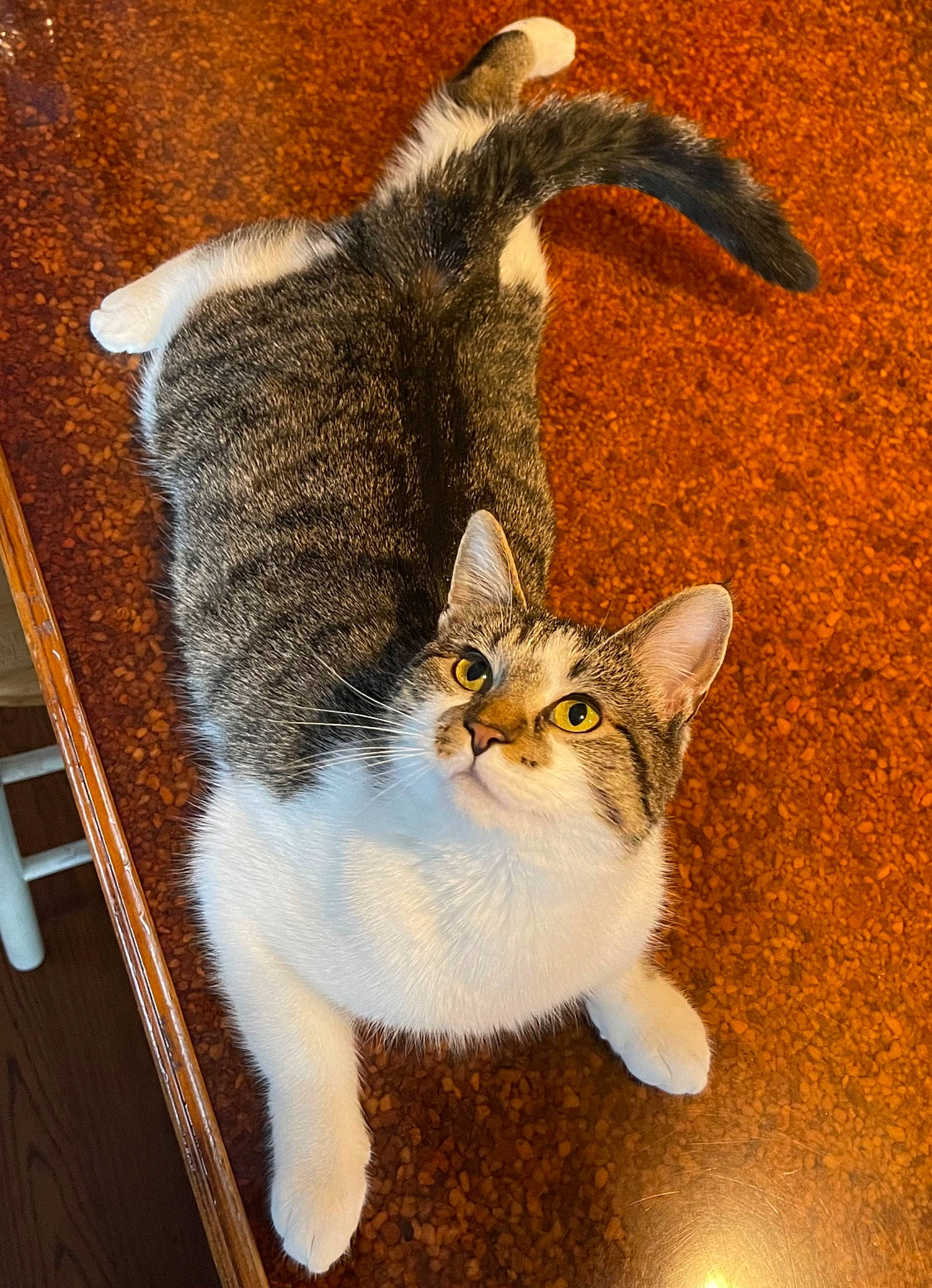 Ivy joined the competition — help win amazing prizes! art, carnivore, cat, claw, domestic_short_haired_cat, felidae, fur, illustration, painting, paw, photo_caption, small_to_medium_sized_cats, snout, tail, terrestrial_animal, whiskers