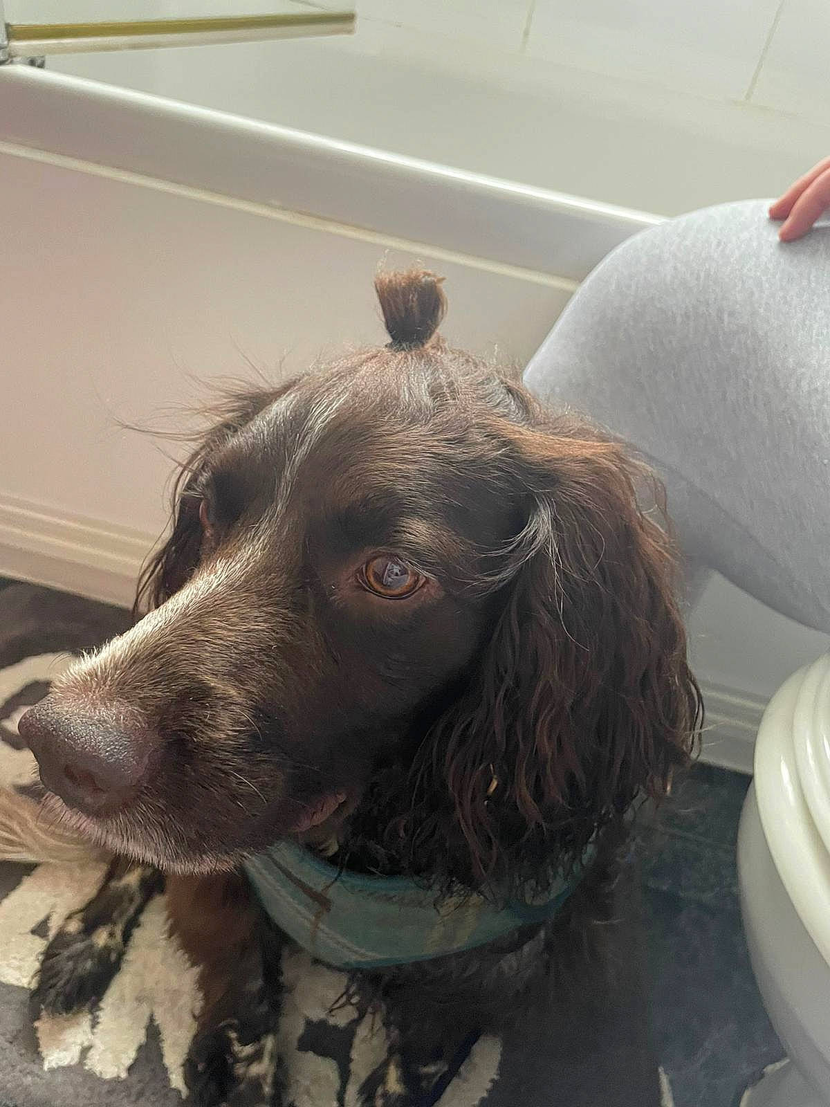 Albie joined the competition — help win amazing prizes! borador, carnivore, collar, companion_dog, dog, dog_breed, dog_collar, ear, flooring, fur, gun_dog, hunting_dog, liver, pet_supply, snout, spaniel, sporting_group, whiskers, working_animal