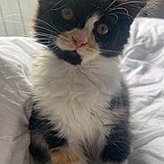 Yumi participe au concours pour gagner de l'argent avec cette photo : kitten, cat, fluffy, black, white, orange, pet, animal, bed, blanket, cute, whiskers, nose, ears, fur, indoor, curious, young, portrait, sitting