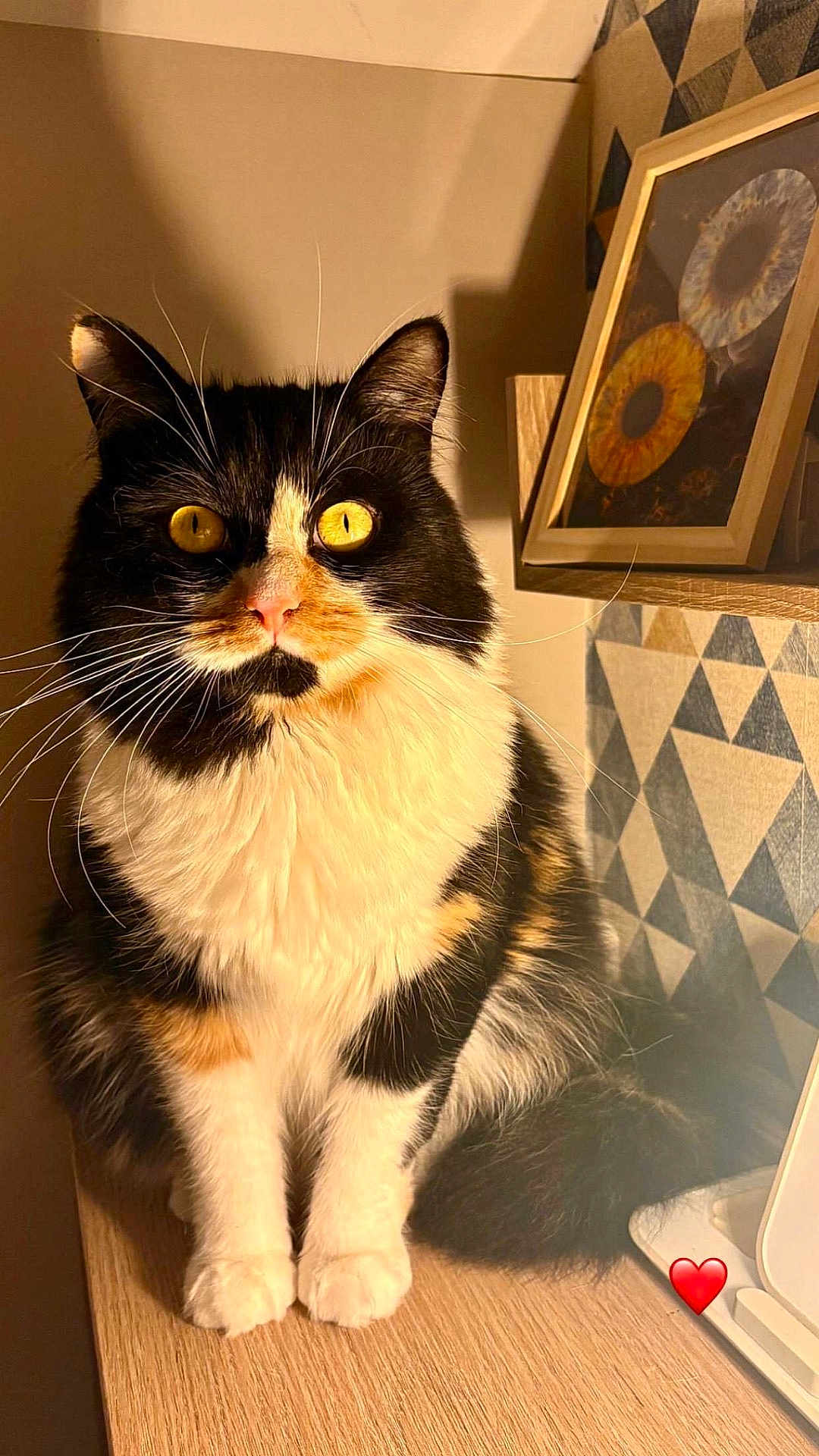 Yumi participe au concours pour gagner de l'argent avec cette photo : cat, calico_cat, yellow_eyes, fluffy, sitting, wooden_surface, indoor, warm_light, whiskers, portrait, feline, pet, animal, closeup, face, ears, nose, background, decor, heart_emoji