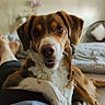 dog, pet, indoors, bed, person, lap, cute, brown, white, fur, face, eyes, expression, relaxed, comfort, cozy, home, couch, pillow, human