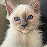 kitten, cat, blue_eyes, fluffy, white_fur, cream_fur, pointed_ears, whiskers, face, close_up, portrait, pet, animal, sitting, indoor, couch, soft_lighting, adorable, long_hair, blue_point