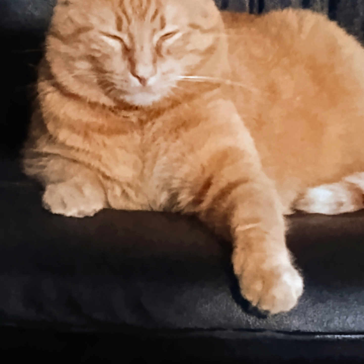 Ozzy joined the competition — help win amazing prizes! abyssinian, angora, animal, armchair, cat, chair, couch, cushion, furniture, hardwood, homedecor, kitten, manx, person, pet, sleeping, wood