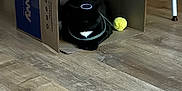 Sammi is registered to the contest to win money with this photo: animal, black_cat, cardboard_box, cat, chair, cozy, domestic, floor, furniture, home, indoor, pet, playful, quiet, relaxed, resting, shadow, table, wooden_floor, yellow_ball