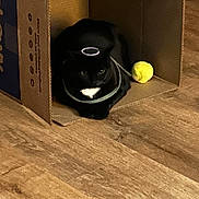 Sammi joined the competition — help win amazing prizes! animal, black_cat, box, cardboard_box, cat, collar, cozy, cute, domestic_animal, feline, floor, halo, indoor, mischievous, pet, playful, resting, toy, wooden_floor, yellow_ball