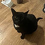 Sammi joined the competition — help win amazing prizes! animal, black_cat, blur, cat, cat_bowl, curious, domestic_cat, floor, fur, household, indoor, kitten, pet, pet_food_container, shadow, sitting, tail, whiskers, white_patch, wooden_floor