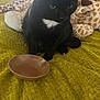 Sammi is registered to the contest to win money with this photo: animal, bed, black_cat, bowl, cat, close_up, companion, cute, domestic_animal, feline, fur, giraffe_toy, green_blanket, indoor, pet, plush_toy, resting, soft_texture, still_life, whiskers