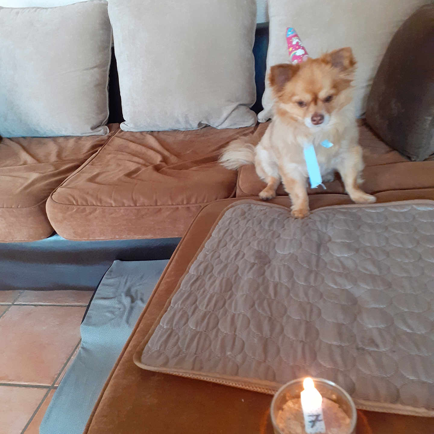 Nuts participe au concours pour gagner de l'argent avec cette photo : animal, architecture, birthdaycake, building, candle, canine, clothing, couch, cushion, dog, furniture, hat, homedecor, indoors, livingroom, pet, puppy, room, table, wood