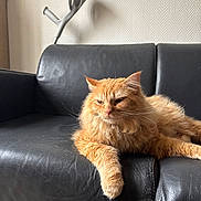 Kovu participe au concours pour gagner de l'argent avec cette photo : animal, black_couch, cat, couch, cozy, crutch, cute, domestic, fluffy, furniture, home, indoor, leather, orange_cat, pet, relaxed, resting, shadow, wall, whiskers