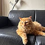 animal, black_couch, cat, couch, cozy, crutch, cute, domestic, fluffy, furniture, home, indoor, leather, orange_cat, pet, relaxed, resting, shadow, wall, whiskers