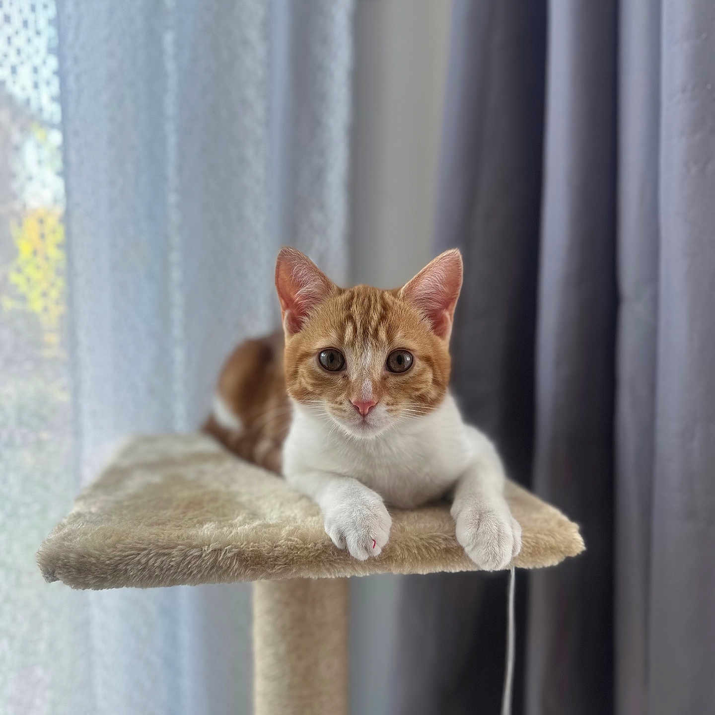 Rio participe au concours pour gagner de l'argent avec cette photo : abyssinian, angora, animal, cat, curtain, cushion, homedecor, kitten, manx, pet, plush, siamese, toy, window, windowsill, wood