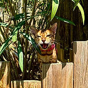 Nina a rejoint le concours — aidez-le/la à gagner de superbes lots ! cat, fence, wood, greenery, leaves, outdoor, sunlight, animal, pet, collar, nature, garden, whiskers, mammal, tree, shadow, playful, curious, face, closeup