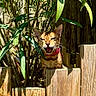 cat, fence, wood, greenery, leaves, outdoor, sunlight, animal, pet, collar, nature, garden, whiskers, mammal, tree, shadow, playful, curious, face, closeup