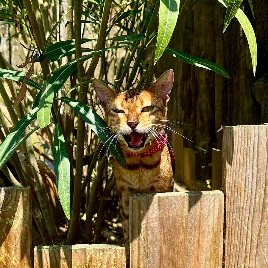 Nina a rejoint le concours — aidez-le/la à gagner de superbes lots ! cat, fence, wood, greenery, leaves, outdoor, sunlight, animal, pet, collar, nature, garden, whiskers, mammal, tree, shadow, playful, curious, face, closeup