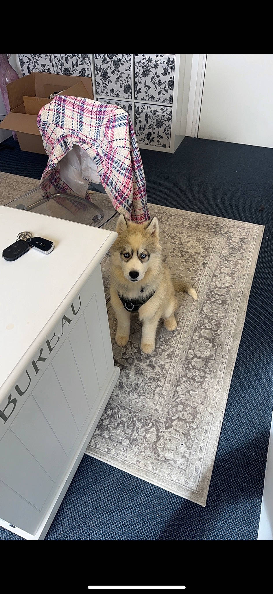Max