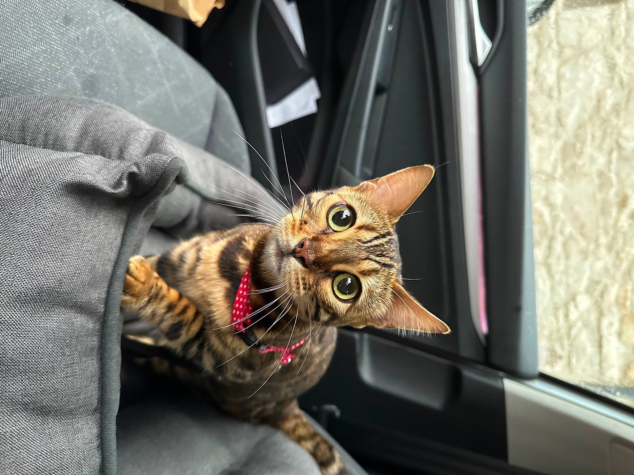 Tins participe au concours pour gagner de l'argent avec cette photo : auto_part, carnivore, cat, claw, comfort, domestic_short_haired_cat, felidae, fur, metal, motor_vehicle, paw, plant, small_to_medium_sized_cats, snout, tree, whiskers, wildlife, window
