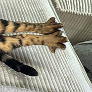 Tins participe au concours pour gagner de l'argent avec cette photo : canidae, carnivore, cat, claw, domestic_short_haired_cat, fawn, felidae, foot, fur, human_leg, leg, metal, pattern, shadow, small_to_medium_sized_cats, tail, terrestrial_animal, thigh, whiskers, wood
