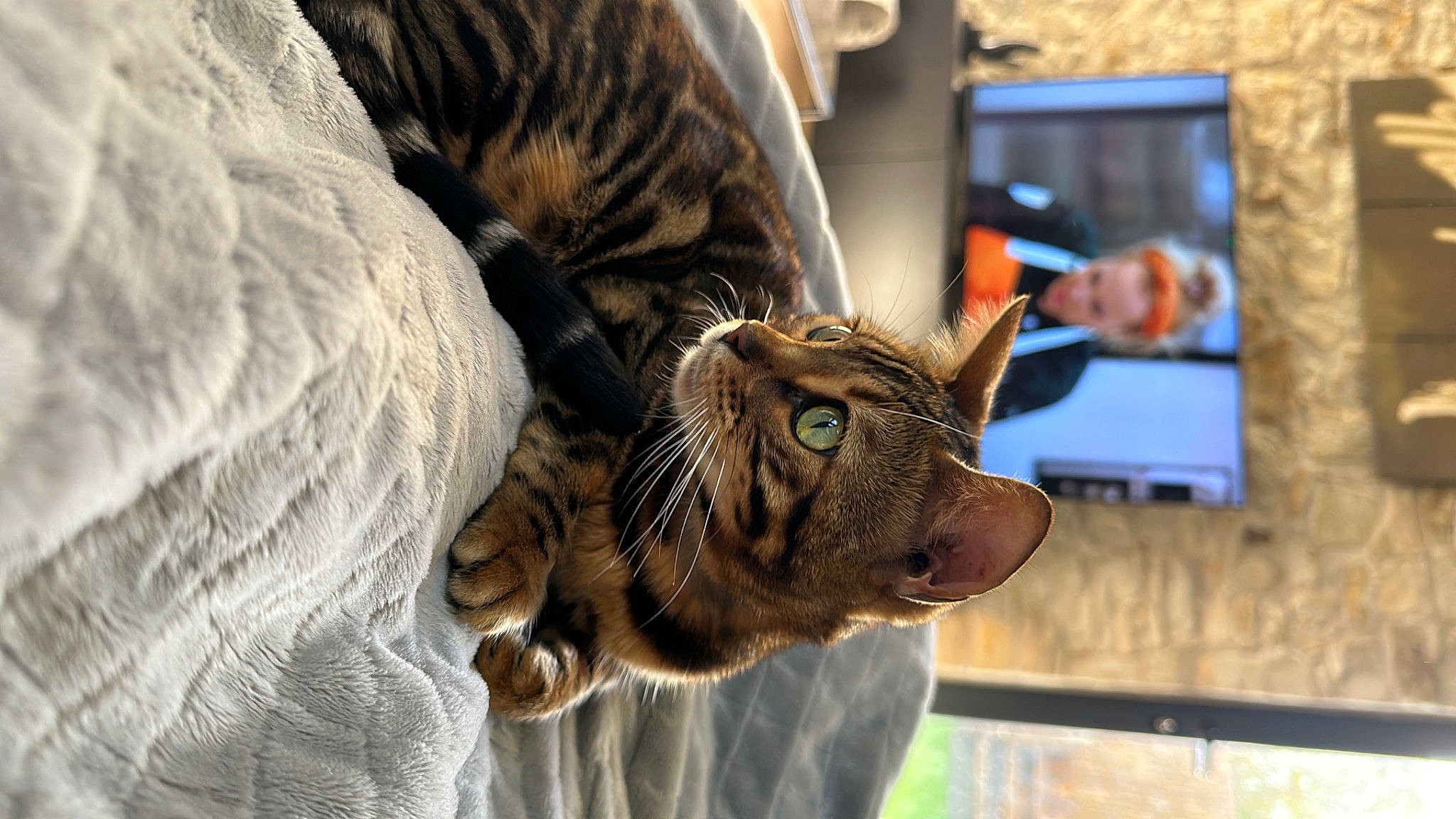 Tins a rejoint le concours — aidez-le/la à gagner de superbes lots ! big_cats, carnivore, cat, comfort, communication_device, display_device, domestic_short_haired_cat, fawn, felidae, fur, mobile_phone, portable_communications_device, small_to_medium_sized_cats, snout, terrestrial_animal, whiskers, wildlife, wrinkle
