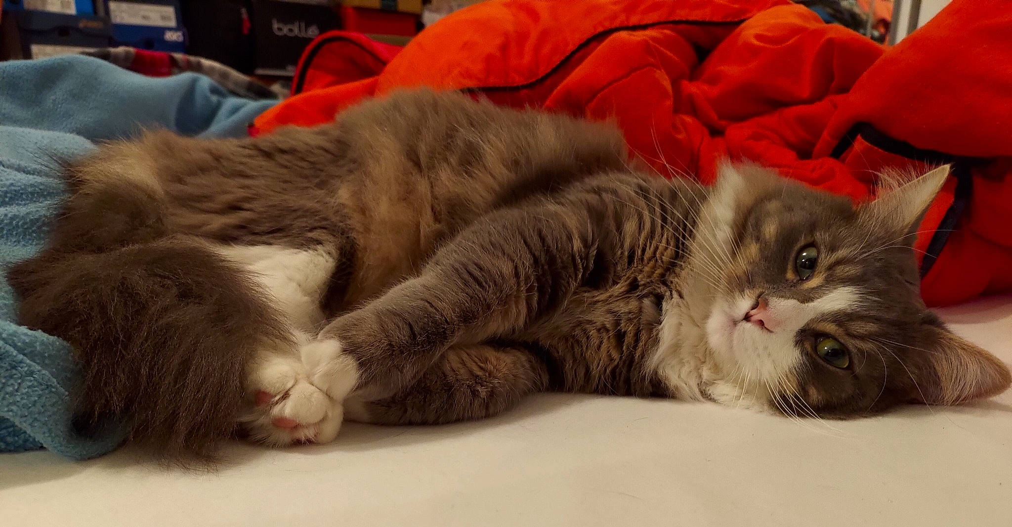 Obiwan a rejoint le concours — aidez-le/la à gagner de superbes lots ! carnivore, cat, claw, comfort, felidae, fur, grey, nap, paw, sleep, small_to_medium_sized_cats, snout, tail, terrestrial_animal, whiskers