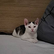 Vicky a rejoint le concours — aidez-le/la à gagner de superbes lots ! animal, bed, calm, cat, cute, domestic, ears, fur, gray, indoor, kitten, looking, pet, pillow, resting, small, whiskers, white, wooden_headboard, young