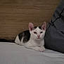 animal, bed, calm, cat, cute, domestic, ears, fur, gray, indoor, kitten, looking, pet, pillow, resting, small, whiskers, white, wooden_headboard, young