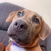 Ava joined the competition — help win amazing prizes! dog, close_up, nose, eyes, collar, couch, indoor, pet, mammal, canine, fur, whiskers, relaxing, domestic_animal, portrait, brown, beige, purple, face, animal