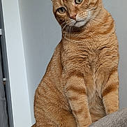 Max participe au concours pour gagner de l'argent avec cette photo : animal, cat, curious, cute, domestic_cat, ears, feline, fur, ginger_cat, gray, green_eyes, household, indoor, pet, portrait, sitting, soft_surface, tabby, tail, whiskers