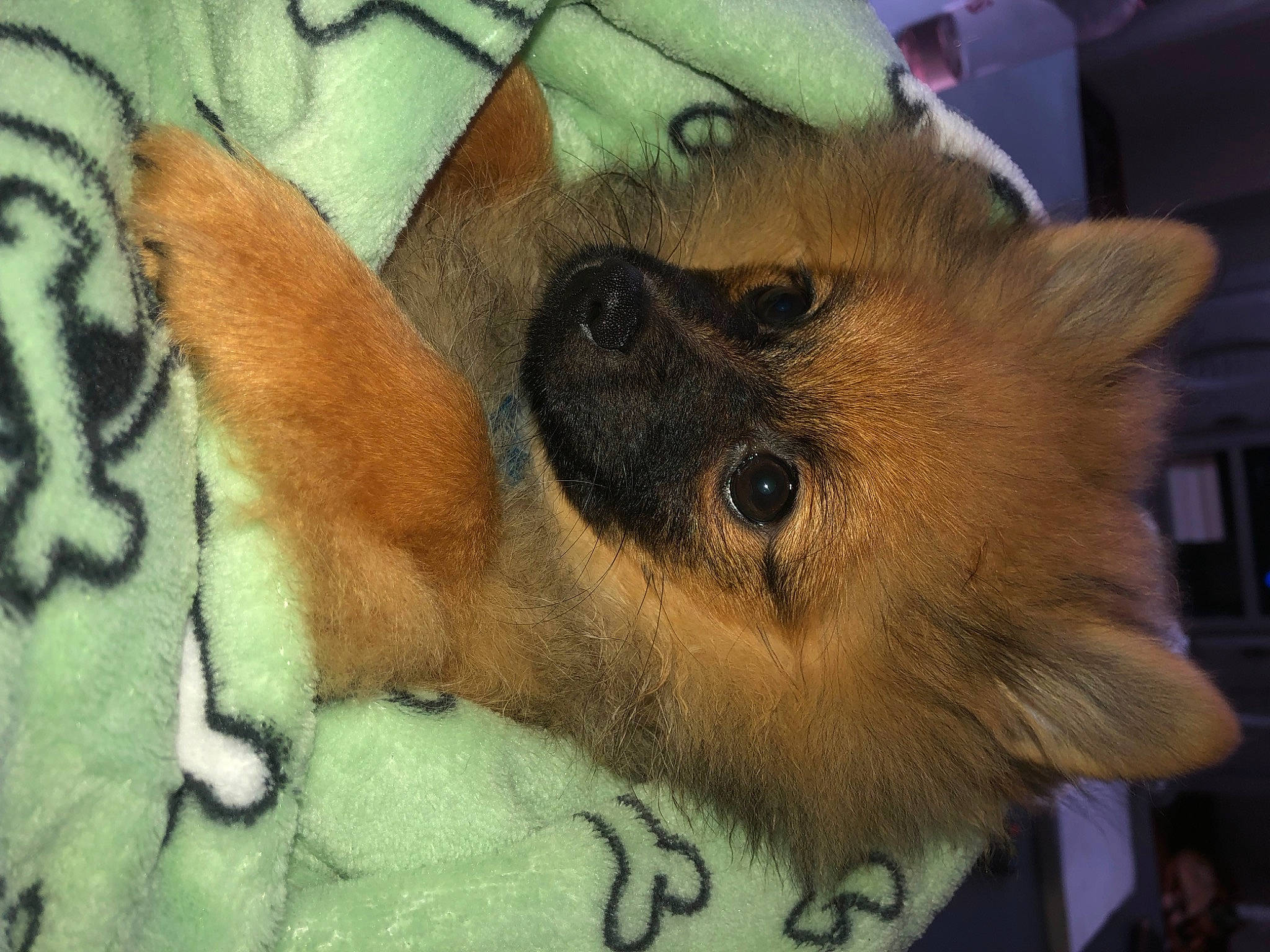 Naya Et Cookies a rejoint le concours — aidez-le/la à gagner de superbes lots ! canidae, carnivore, claw, companion_dog, dog_breed, fawn, felidae, fur, iris, non_sporting_group, small_to_medium_sized_cats, snout, spitz, tail, terrestrial_animal, whiskers, wildlife, working_animal