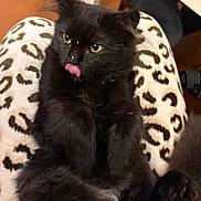 Minette a rejoint le concours — aidez-le/la à gagner de superbes lots ! black_cat, kitten, furry, tongue_out, leopard_print, pants, indoor, pet, cute, relaxed, animal, whiskers, closeup, domestic_cat, mischievous, sitting, paws, feline, cozy, home
