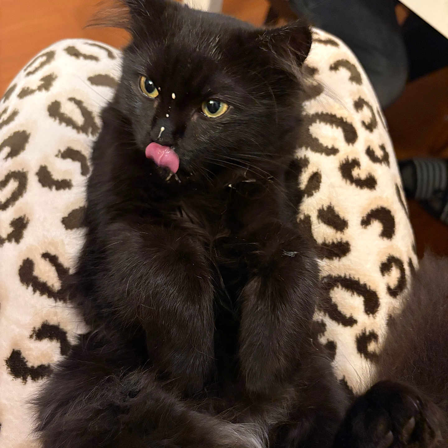 Minette a rejoint le concours — aidez-le/la à gagner de superbes lots ! animal, black_cat, closeup, cozy, cute, domestic_cat, feline, furry, home, indoor, kitten, leopard_print, mischievous, pants, paws, pet, relaxed, sitting, tongue_out, whiskers