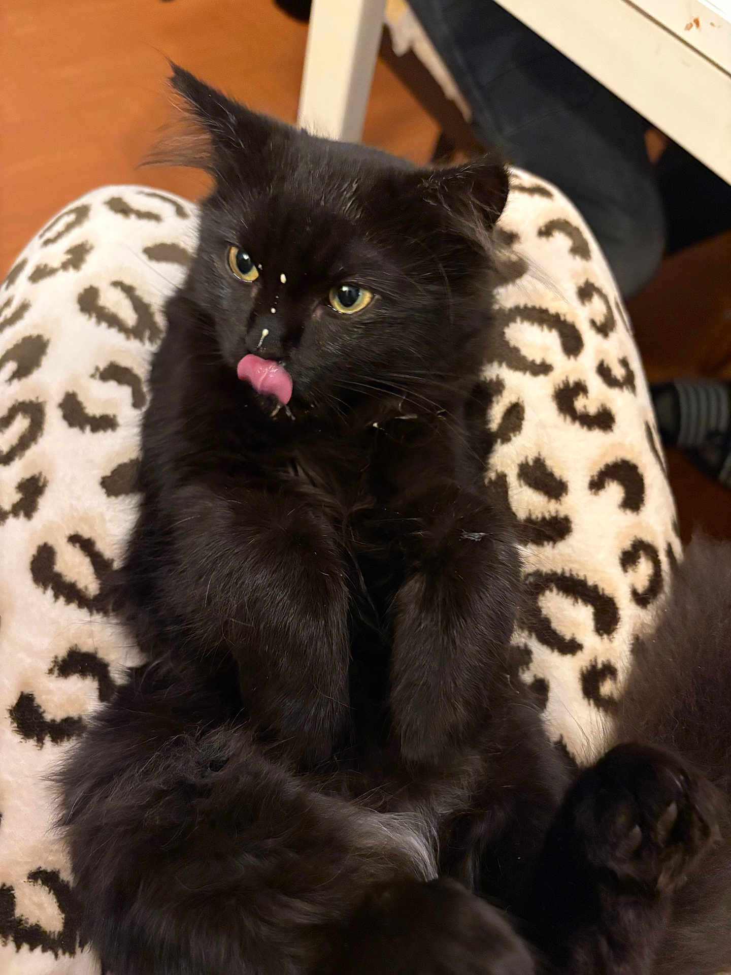 Minette a rejoint le concours — aidez-le/la à gagner de superbes lots ! black_cat, kitten, furry, tongue_out, leopard_print, pants, indoor, pet, cute, relaxed, animal, whiskers, closeup, domestic_cat, mischievous, sitting, paws, feline, cozy, home