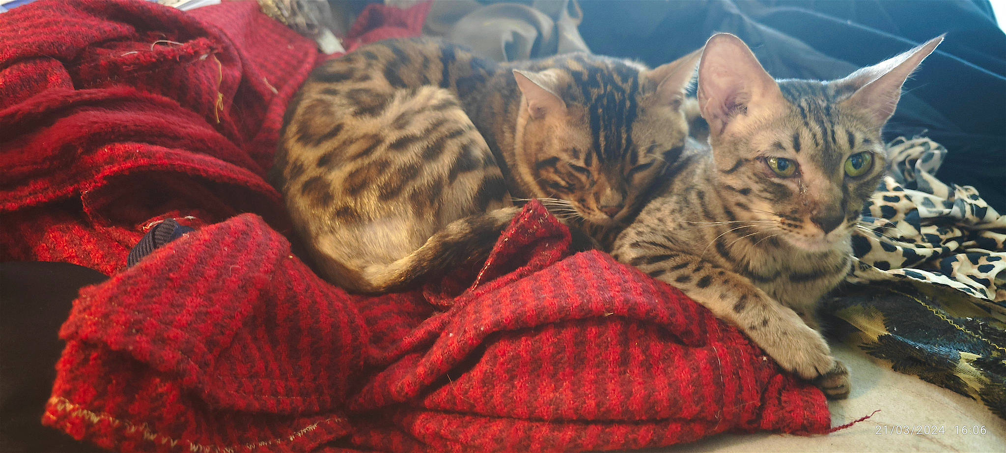 Blanco is registered to the contest to win money with this photo: carnivore, cat, comfort, domestic_short_haired_cat, fawn, felidae, fur, grass, linens, pattern, paw, sky, small_to_medium_sized_cats, snout, terrestrial_animal, textile, whiskers, wildlife, wood, woven_fabric