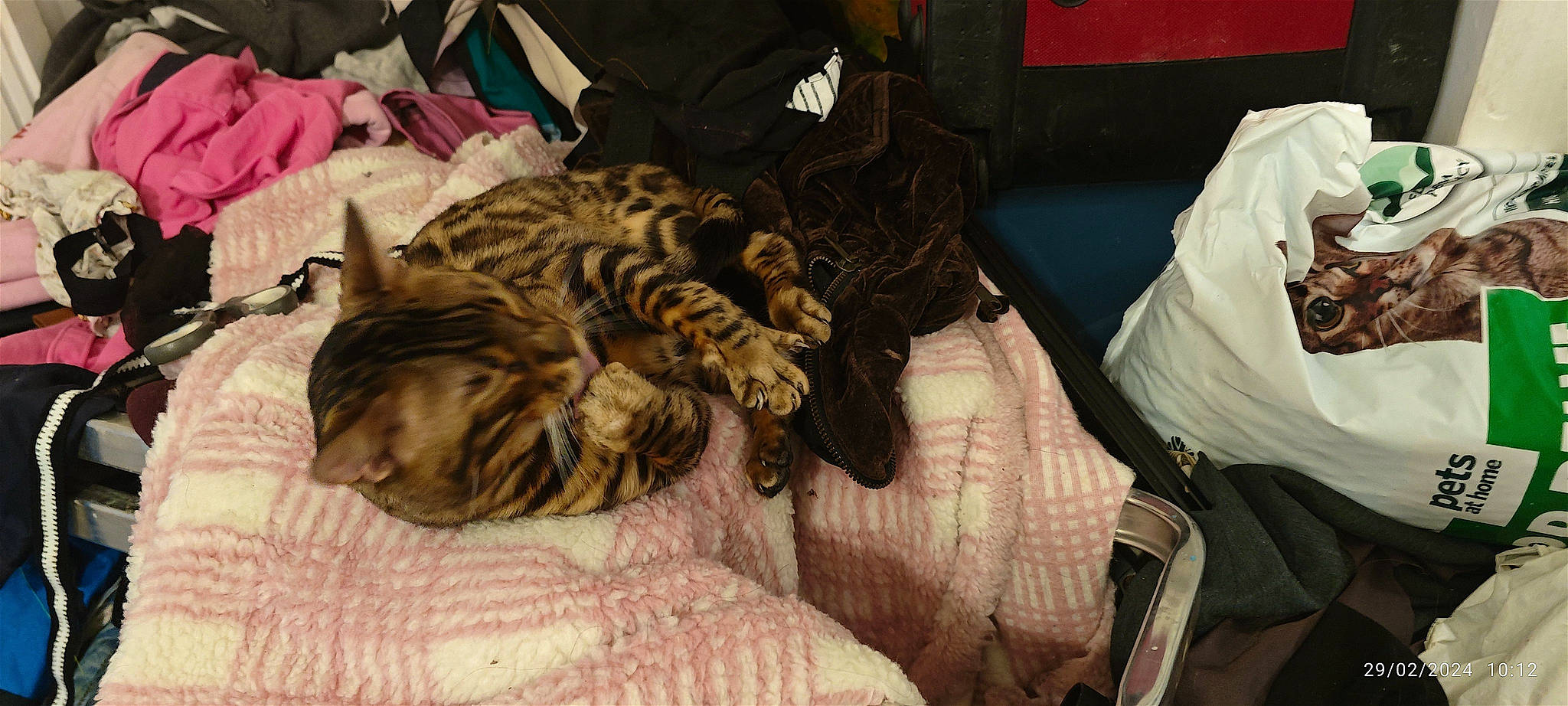 Blanco is registered to the contest to win money with this photo: bed, big_cats, carnivore, cat, claw, comfort, domestic_short_haired_cat, fawn, felidae, fur, linens, nap, paw, room, sleep, small_to_medium_sized_cats, snout, tail, terrestrial_animal, whiskers